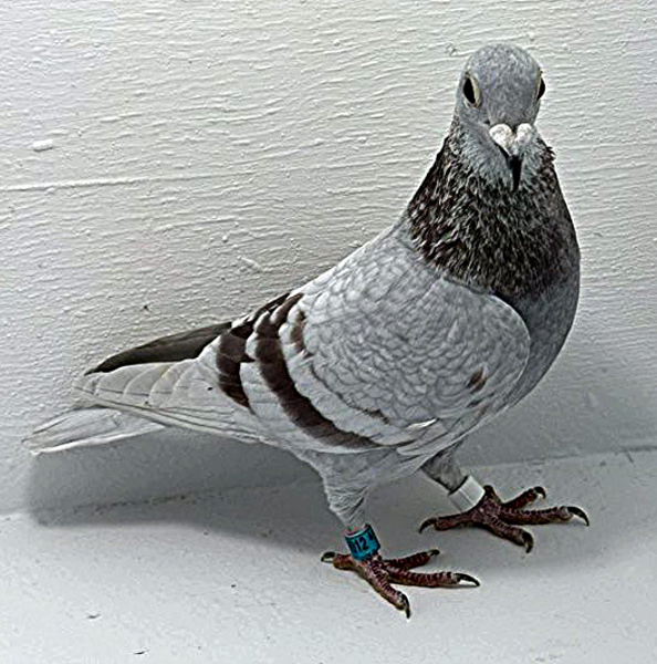 Band: AU 20012 AA 2025